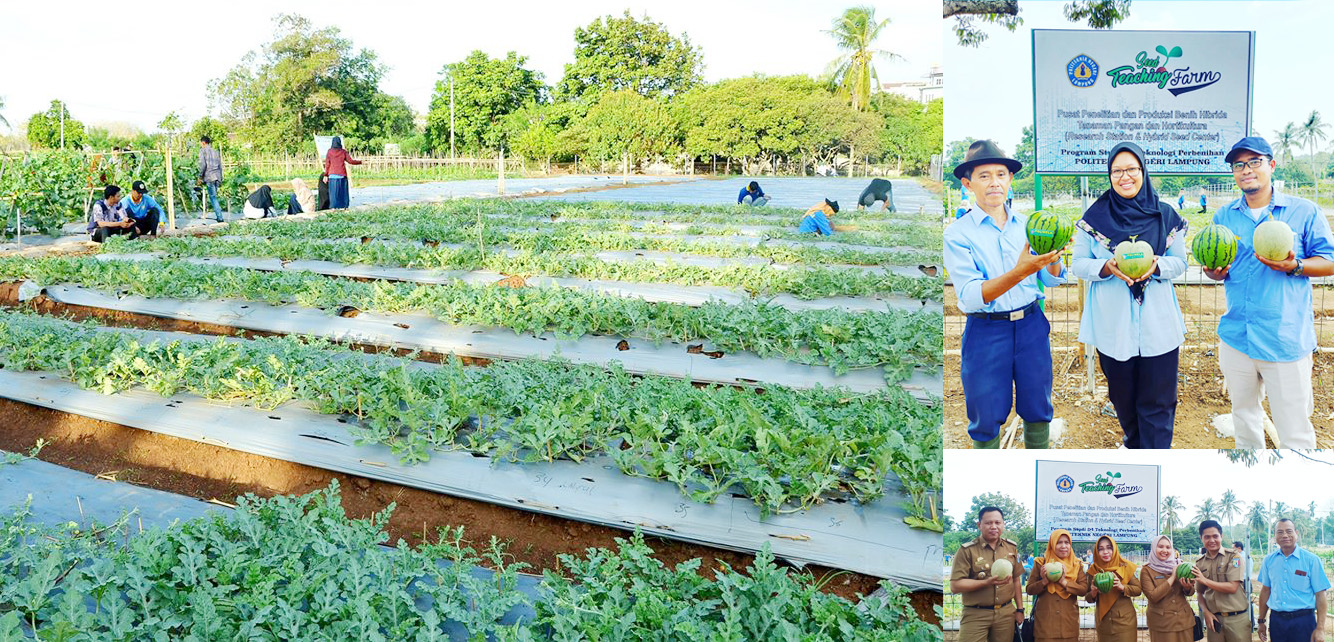 Seed Teaching Farm Politeknik Negeri Lampung